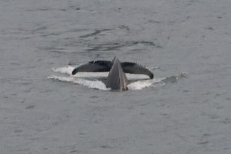 whalewatching akureyri islandia