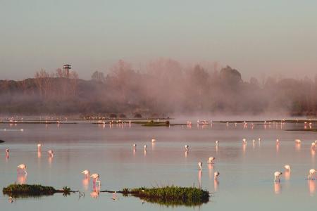DOÑANA RESERVAS Y VISITAS