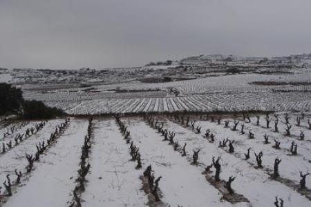 Viñedos nevados en Labastida. Viñedos nevados en Labastida.