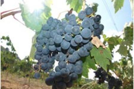 Bodegas Besalduch Valls