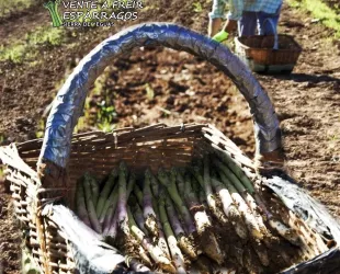 La XXIII Feria del Espárrago y la Agricultura Ecológica se celebra en Sierra de Yeguas, Málaga
